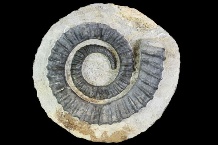 Devonian Ammonite (Anetoceras) - Morocco #110646